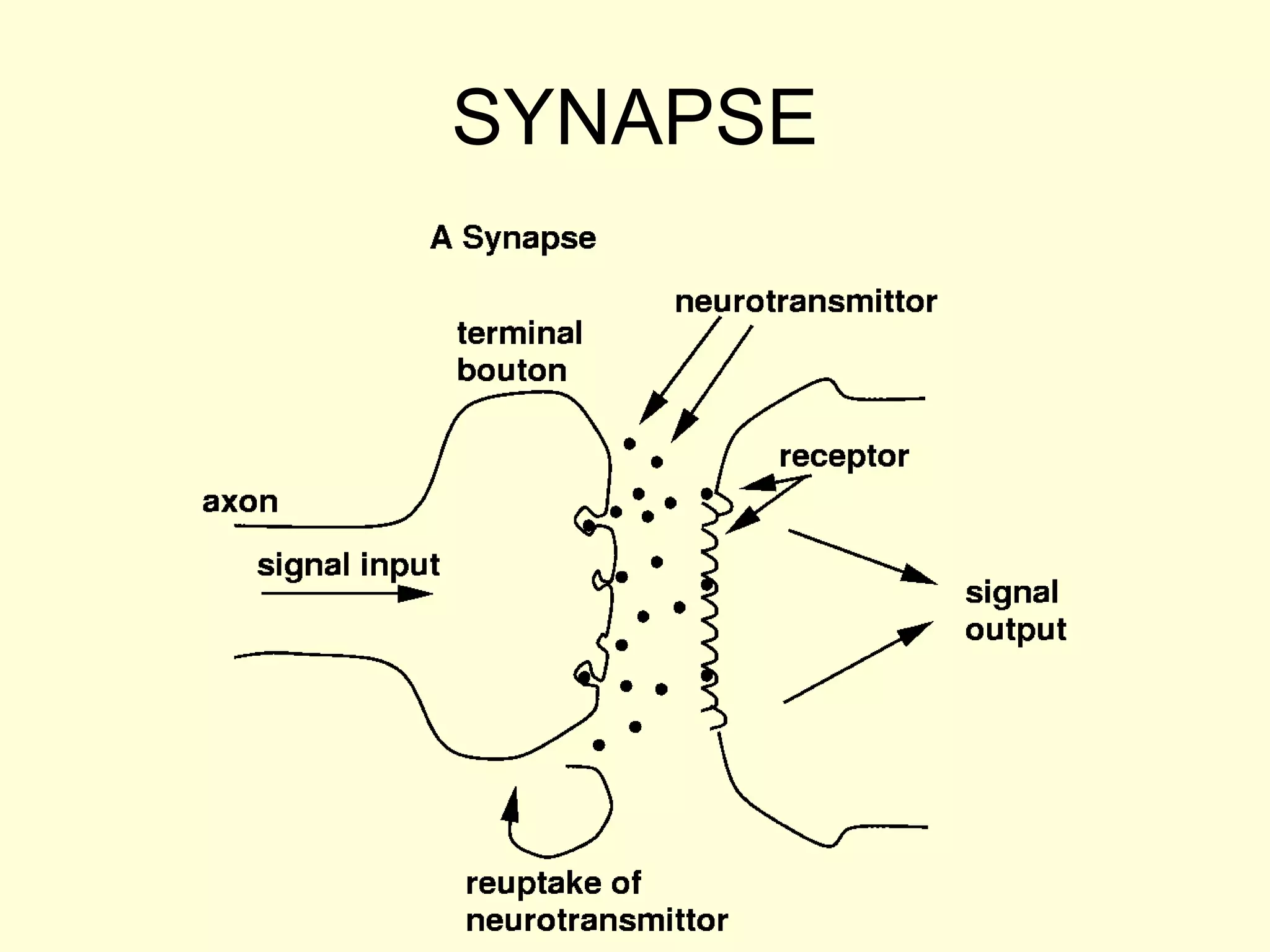 SYNAPSE 