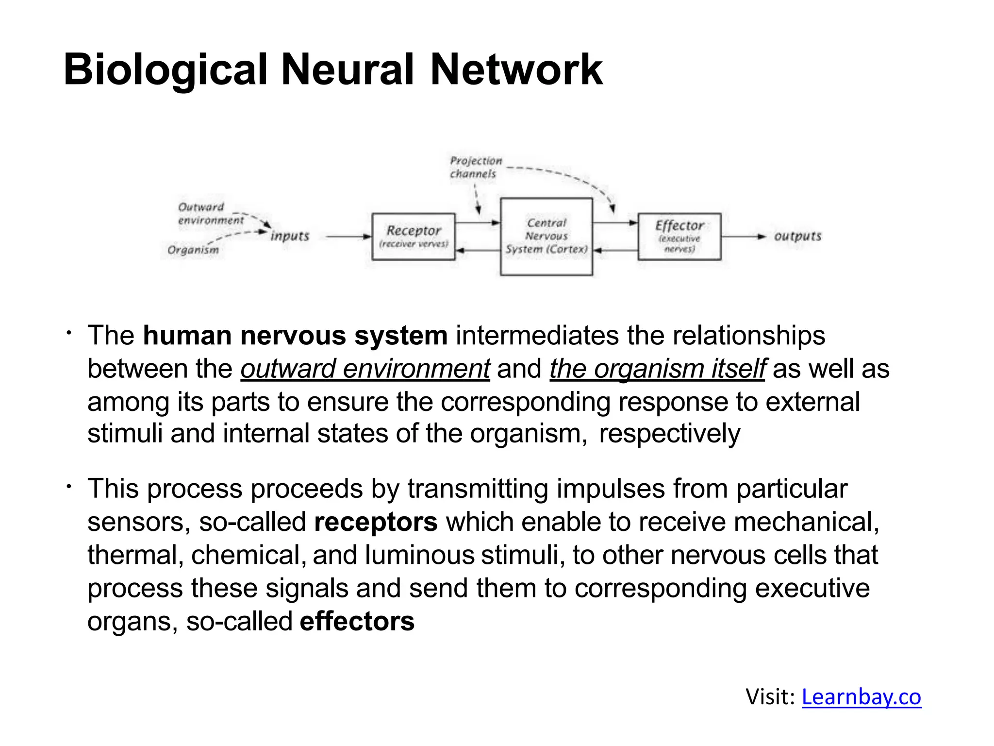 Biological Neural Network
The human nervous system intermediates the relationships
between the outward environment and the organism itself as well as
among its parts to ensure the corresponding response to external
stimuli and internal states of the organism, respectively
This process proceeds by transmitting impulses from particular
sensors, so-called receptors which enable to receive mechanical,
thermal, chemical, and luminous stimuli, to other nervous cells that
process these signals and send them to corresponding executive
organs, so-called effectors
Visit: Learnbay.co
 
