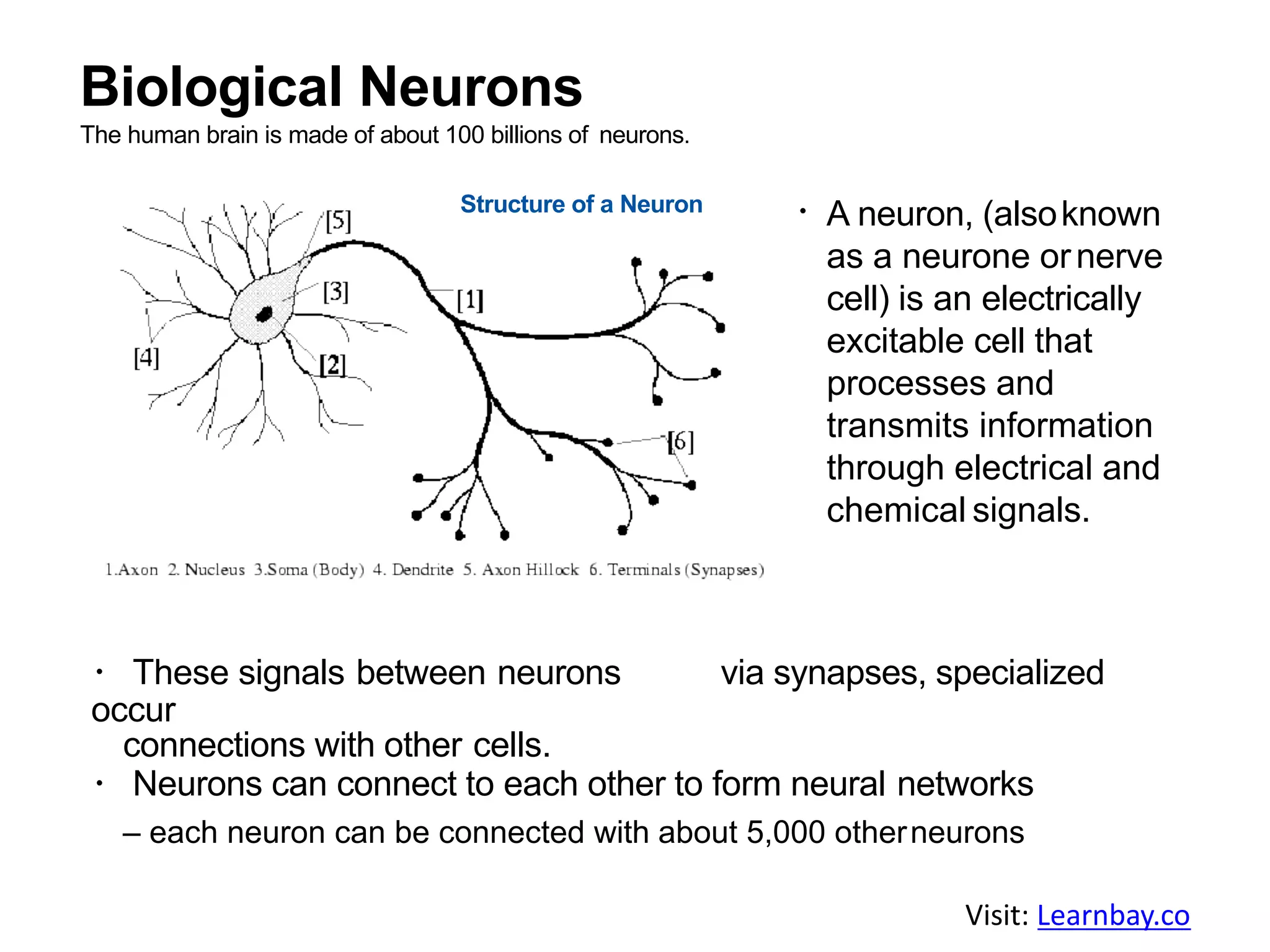Biological Neurons
The human brain is made of about 100 billions of neurons.
Structure of a Neuron
A neuron, (alsoknown
as a neurone ornerve
cell) is an electrically
excitable cell that
processes and
transmits information
through electrical and
chemical signals.
These signals between neurons via synapses, specialized
occur
connections with other cells.
Neurons can connect to each other to form neural networks
– each neuron can be connected with about 5,000 otherneurons
Visit: Learnbay.co
 