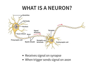 WHAT IS A NEURON?
Receives signal on synapse
When trigger sends signal on axon
 
