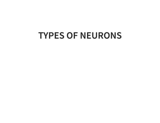 TYPES OF NEURONS
 