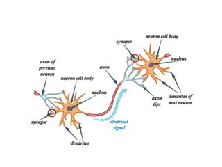 Neural Networks_Example.Neural Networks_Example. | PDF