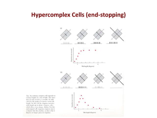 Hypercomplex Cell Neural Networks_Example.Neural Networks_Example. | PDF