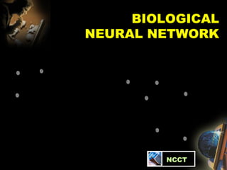 BIOLOGICAL NEURAL NETWORK   NCCT 