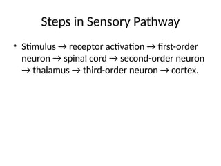 Comprehensive Overview of Neural Pathways: Sensory and Motor Functions ...