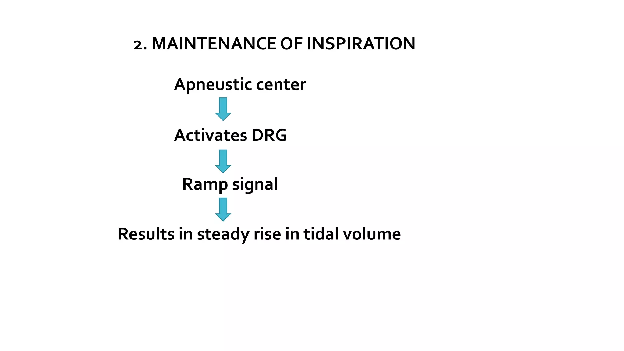 2. MAINTENANCE OF INSPIRATION
Apneustic center
Activates DRG
Ramp signal
Results in steady rise in tidal volume
 