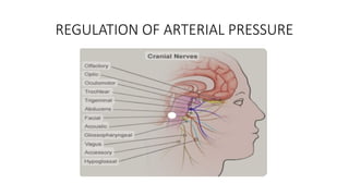 Neural and Hormonal Regulation of Cardiac Activity and Circulation | PPTX