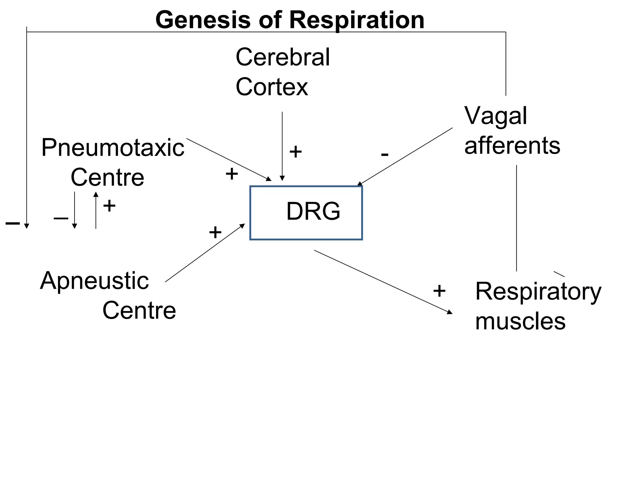 Neural regulation of resp by Dr. Mrs Sunita M. Tiwale Professor Dept of ...