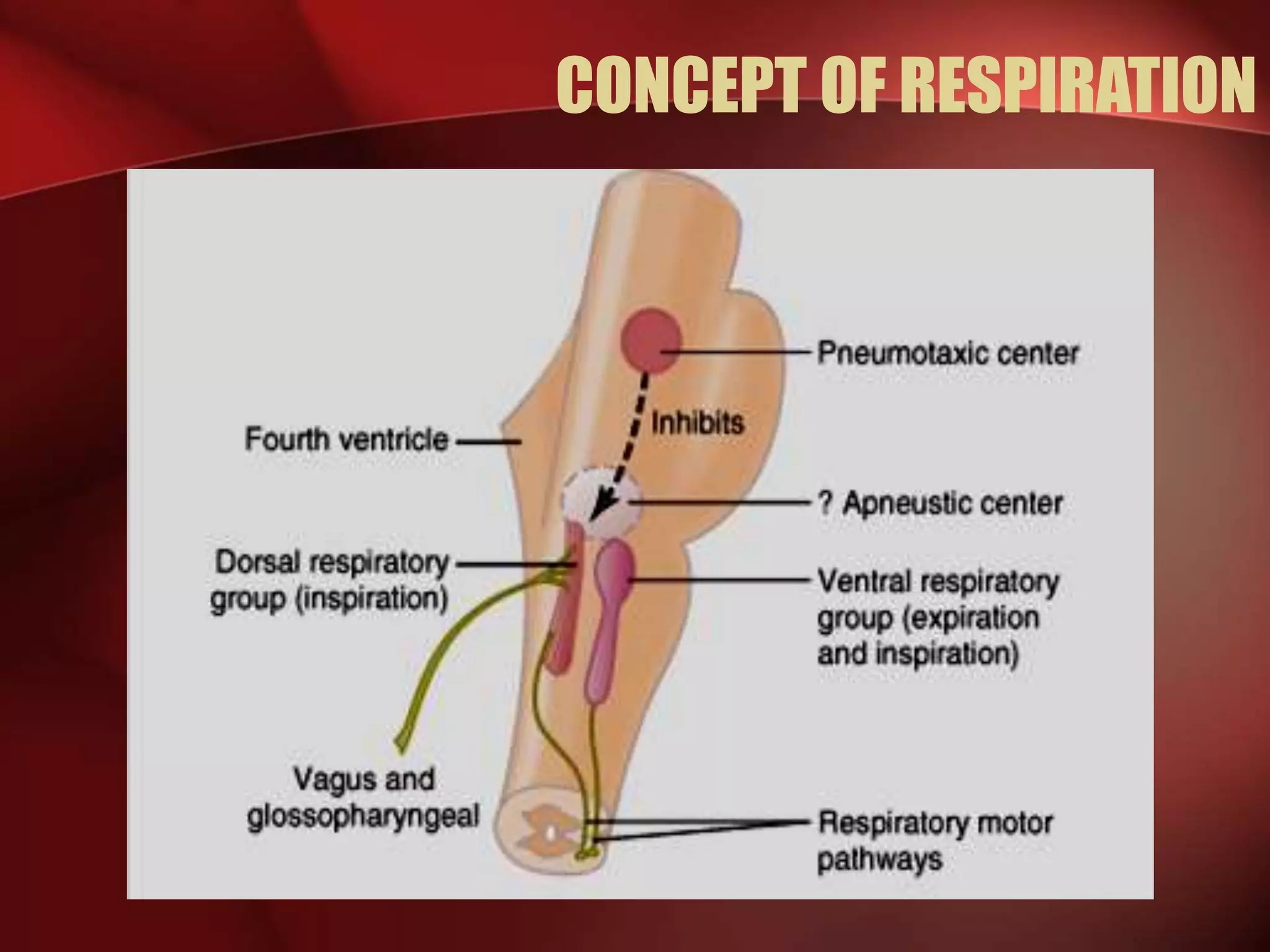 CONCEPT OF RESPIRATION
 