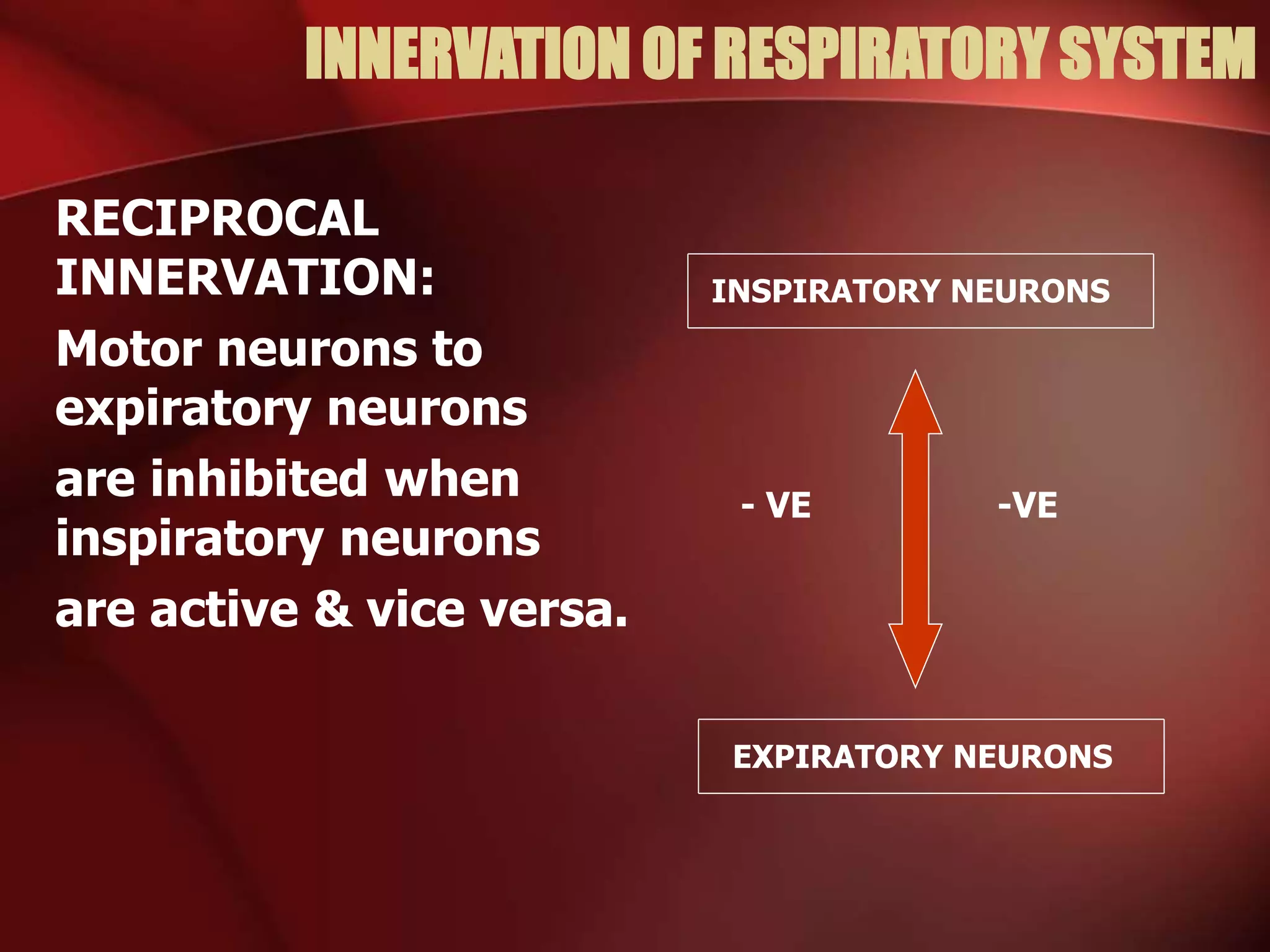 INNERVATION OF RESPIRATORY SYSTEM
RECIPROCAL
INNERVATION:
Motor neurons to
expiratory neurons
are inhibited when
inspiratory neurons
are active & vice versa.
INSPIRATORY NEURONS
EXPIRATORY NEURONS
- VE -VE
 