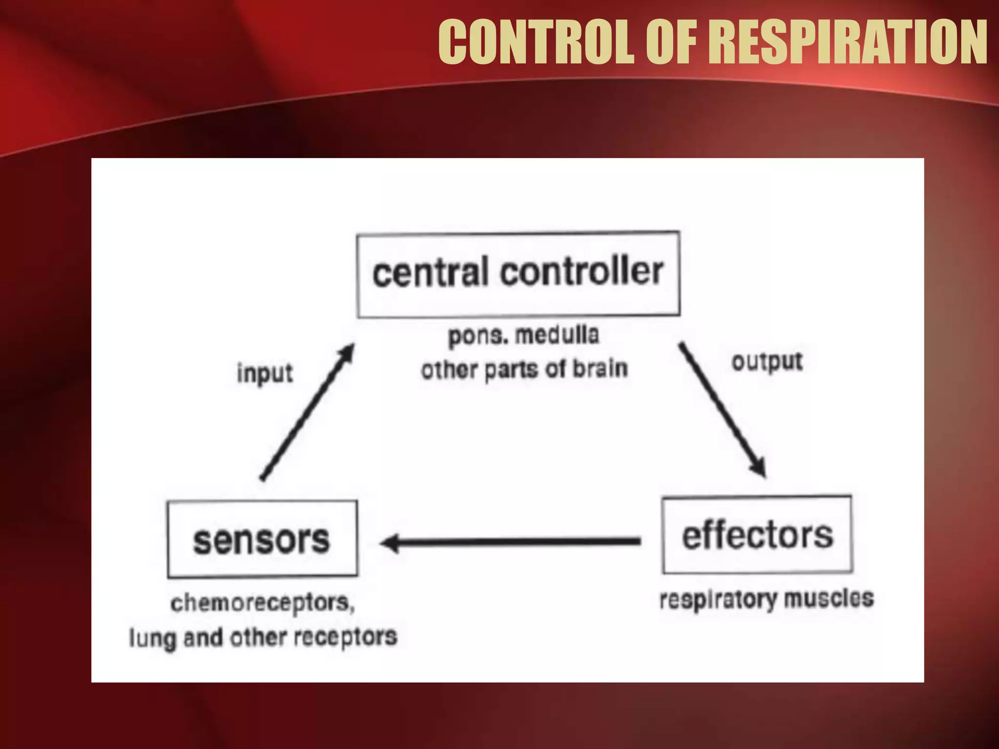 CONTROL OF RESPIRATION
 