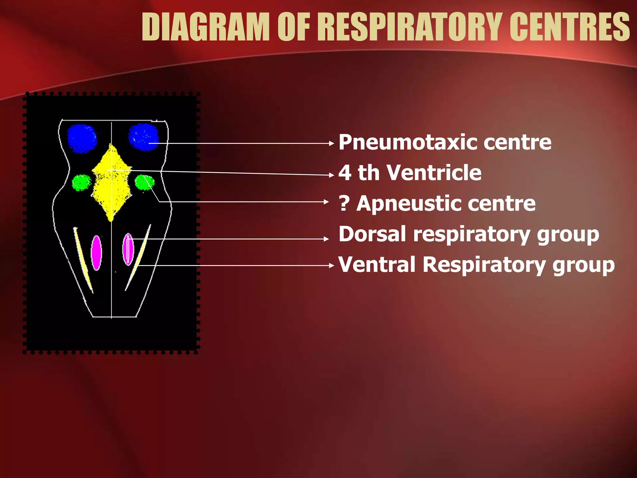 DIAGRAM OF RESPIRATORY CENTRES
Pneumotaxic centre
4 th Ventricle
? Apneustic centre
Dorsal respiratory group
Ventral Respiratory group
 