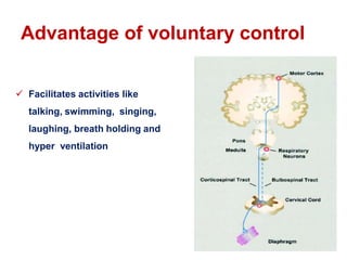 Comprehensive Overview of Neural and Chemical Regulation of Respiration ...