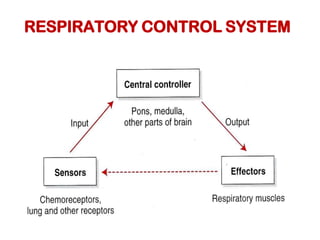 Comprehensive Overview of Neural and Chemical Regulation of Respiration ...