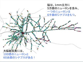 脳は、1mm立方に
5万個のニューロンを含み、
一つのニューロンは
6千個のシナプスをもつ。
大脳新皮質には、
100億のニューロンと
60兆個のシナプスがある！
 