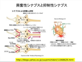 http://blogs.yahoo.co.jp/yuyamichidori/11068629.html
興奮性シナプスと抑制性シナプス
 