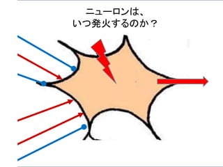 ニューロンは、
いつ発火するのか？
 