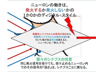 ニューロンの働きは、
発火するか発火しないかの
1か0かのディジタル・スタイル
個々のシナプスの性質
同じ発火信号を受けても、受け止めるニューロン内
でのその信号の「強さ」は、シナプスごとに異なる。
興奮性シナプスからの信号の強さから
抑制性シナプスからの信号の強さを
引いた値がある閾値を越えると、
ニューロンは、「発火」する。
 
