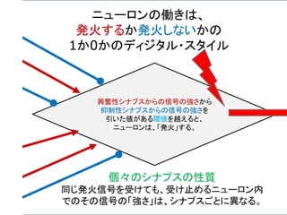 興奮性シナプスからの信号の強さから
抑制性シナプスからの信号の強さを
引いた値がある閾値を越えると、
ニューロンは、「発火」する。
ニューロンの働きは、
発火するか発火しないかの
1か0かのディジタル・スタイル
個々のシナプスの性質
同じ発火信号を受けても、受け止めるニューロン内
でのその信号の「強さ」は、シナプスごとに異なる。
 