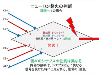 賛成票：3+3+2=7
反対票：2+1+2=5
賛成票 - 反対票 = 2 > 1(閾値)
発火！
ニューロン発火の判断
閾値＝１の場合
個々のシナプスの性質は異なる
内部の数字は、シナプスごとに異なる
信号を受けた時に伝えられる、信号の「強さ」
X1=1
X2=1
X3=1
X4=1
X5=1
X6=1
2
3
1
3
2
2
 
