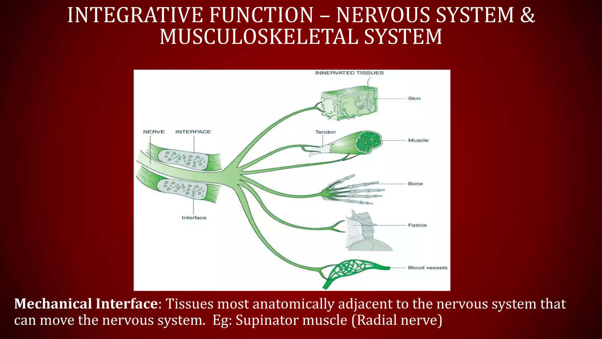 INTEGRATIVE FUNCTION – NERVOUS SYSTEM &
MUSCULOSKELETAL SYSTEM
Mechanical Interface: Tissues most anatomically adjacent to the nervous system that
can move the nervous system. Eg: Supinator muscle (Radial nerve)
 