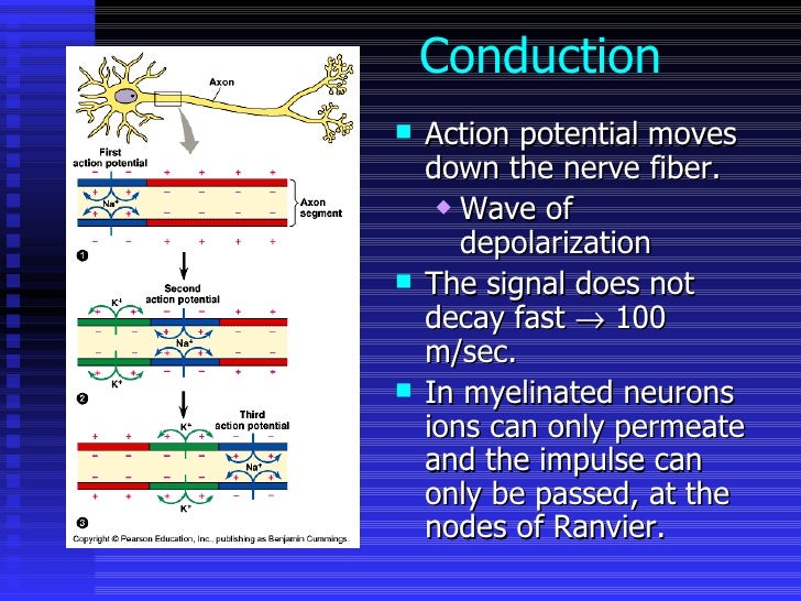 Stages Of Neural Conduction : Action potential: Definition, Steps ...