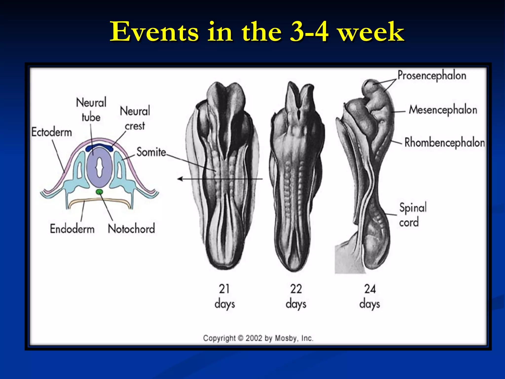 Events in the 3-4 week 