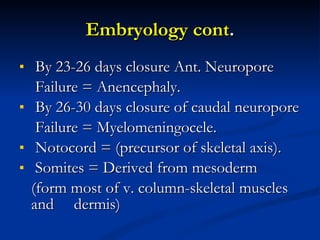 Embryology cont . By 23-26 days closure Ant. Neuropore  Failure = Anencephaly. By 26-30 days closure of caudal neuropore Failure = Myelomeningocele. Notocord = (precursor of skeletal axis). Somites = Derived from mesoderm (form most of v. column-skeletal muscles and  dermis) 