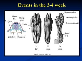Events in the 3-4 week 