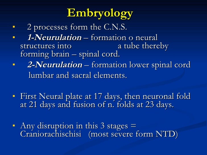 Neural Tube Defects Diagram