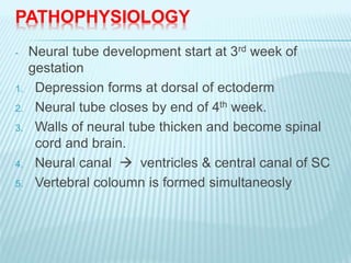 PATHOPHYSIOLOGY
- Neural tube development start at 3rd week of
gestation
1. Depression forms at dorsal of ectoderm
2. Neural tube closes by end of 4th week.
3. Walls of neural tube thicken and become spinal
cord and brain.
4. Neural canal  ventricles & central canal of SC
5. Vertebral coloumn is formed simultaneosly
 