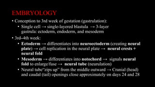 EMBRYOLOGY
• Conception to 3rd week of gestation (gastrulation):
• Single cell → single-layered blastula → 3-layer
gastrula: ectoderm, endoderm, and mesoderm
• 3rd–4th week:
• Ectoderm → differentiates into neuroectoderm (creating neural
plate) → cell replication in the neural plate → neural crests +
neural fold
• Mesoderm → differentiates into notochord → signals neural
fold to enlarge/fuse → neural tube (neurulation)
• Neural tube“zips up” from the middle outward → Cranial (head)
and caudal (tail) openings close approximately on days 24 and 28
 