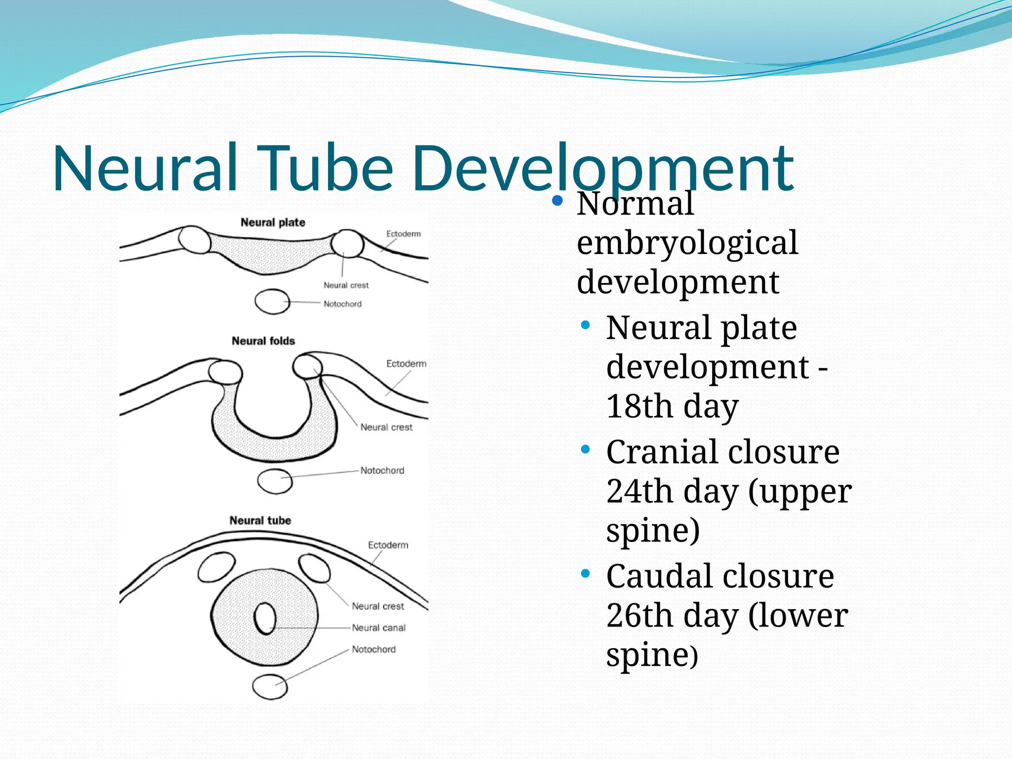Neural Tube Development
 Normal
embryological
development
 Neural plate
development -
18th day
 Cranial closure
24th day (upper
spine)
 Caudal closure
26th day (lower
spine)
 