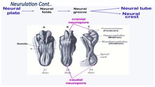 Neurulation Cont..
 