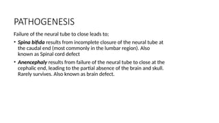 PATHOGENESIS
Failure of the neural tube to close leads to;
• Spina bifida results from incomplete closure of the neural tube at
the caudal end (most commonly in the lumbar region). Also
known as Spinal cord defect
• Anencephaly results from failure of the neural tube to close at the
cephalic end, leading to the partial absence of the brain and skull.
Rarely survives. Also known as brain defect.
 