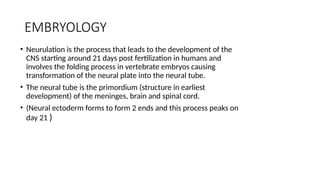 EMBRYOLOGY
• Neurulation is the process that leads to the development of the
CNS starting around 21 days post fertilization in humans and
involves the folding process in vertebrate embryos causing
transformation of the neural plate into the neural tube.
• The neural tube is the primordium (structure in earliest
development) of the meninges, brain and spinal cord.
• (Neural ectoderm forms to form 2 ends and this process peaks on
day 21 )
 