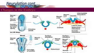 Neurulation cont.….
 