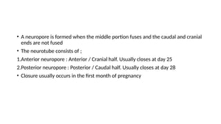 • A neuropore is formed when the middle portion fuses and the caudal and cranial
ends are not fused
• The neurotube consists of ;
1.Anterior neuropore : Anterior / Cranial half. Usually closes at day 25
2.Posterior neuropore : Posterior / Caudal half. Usually closes at day 28
• Closure usually occurs in the first month of pregnancy
 