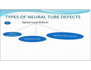 Neural tube defects and the role of folic acid in Lowering the Risk.pdf