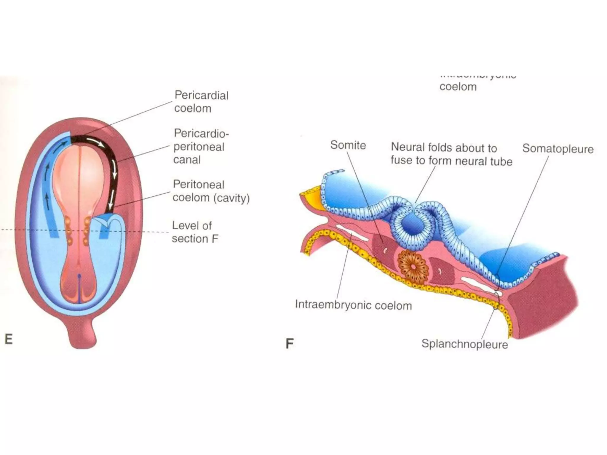 Neural tube dev | PPT
