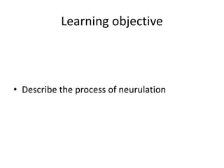 Neural tube dev | PPTX