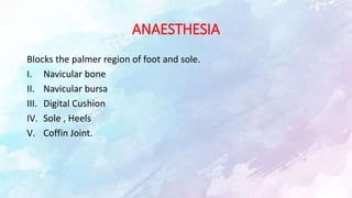 ANAESTHESIA
Blocks the palmer region of foot and sole.
I. Navicular bone
II. Navicular bursa
III. Digital Cushion
IV. Sole , Heels
V. Coffin Joint.
 