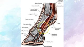 Neurectomy of limbs in equine