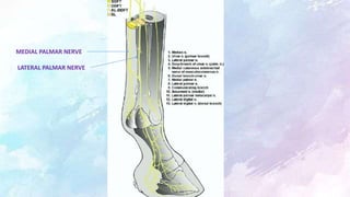 MEDIAL PALMAR NERVE
LATERAL PALMAR NERVE
 