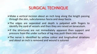SURGICAL TECHNIQUE
Make a vertical incision about an inch long along the length passing
through the skin, subcutaneous fascia and deep fascia.
The edges are separated and depth is palpated with fingers to
identify the cord of vessels and then they are raised on tenaculum.
If the structures are not immediately apparent then support and
pressure from the under surface of leg may push them into view.
The nerve is identified by yellow colour and longitudinal striations
and about an inch is removed and wound is sutured
 