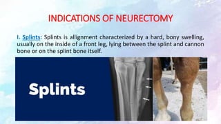 INDICATIONS OF NEURECTOMY
I. Splints: Splints is allignment characterized by a hard, bony swelling,
usually on the inside of a front leg, lying between the splint and cannon
bone or on the splint bone itself.
 