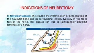 INDICATIONS OF NEURECTOMY
II. Navicular Disease: The result is the inflammation or degeneration of
the navicular bone and its surrounding tissues, typically in the front
feet of the horse. This disease can lead to significant or disabling
lameness of a horse.
 