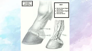 Neurectomy of limbs in equine