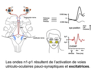 Les ondes n1-p1 résultent de l’activation de voies utriculo-oculaires pauci-synaptiques et  excitatrices . 