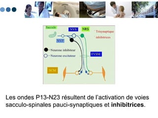 Les ondes P13-N23 résultent de l’activation de voies sacculo-spinales pauci-synaptiques et  inhibitrices .   